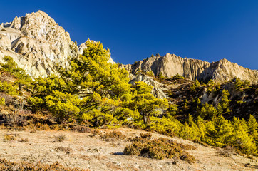 Pine trees on the foot of of rock formation in Marshyangdi river valley between Ngawal and Bhraka villages. Annapurna circuit trek, Nepal.