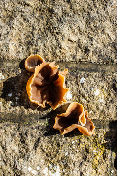3 jelly ear fungi Auricularia auricula-judae seen growing from a wall