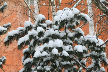Coniferous branches covered snow in urban environment.