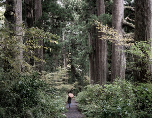 Old Tokaido Road Ancient Cedar