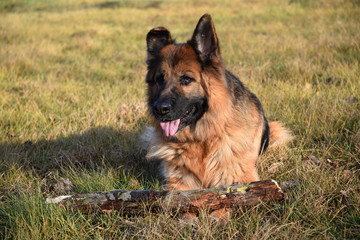 German Shepherd with a wooden stick