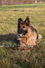 German Shepherd with a wooden stick