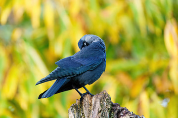 Jackdaw (Corvus monedula) preening itself, taken in the UK
