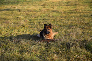 Fototapeta premium German Shepherd with a wooden stick