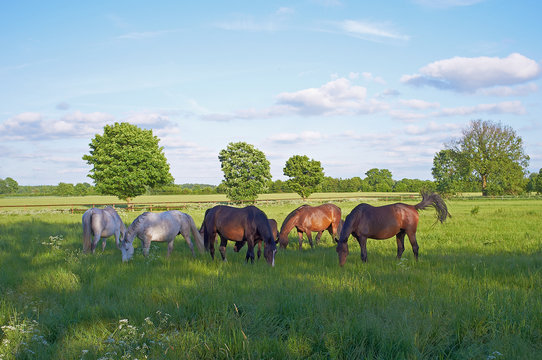 holsteiner pferde