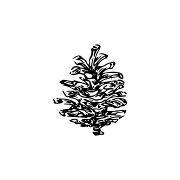 Hand drawn pinecone vector illustration. Linocut pine or fir cone decorative graphic image. Stylized monochrome black ink isolated on white background