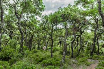 Fototapeta na wymiar Green forest on a hill at Buyukada island. Buyukada is the biggest of Princes islands in the sea of Marmara, Turkey.