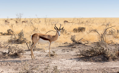 thomson's gazelle in Namibia