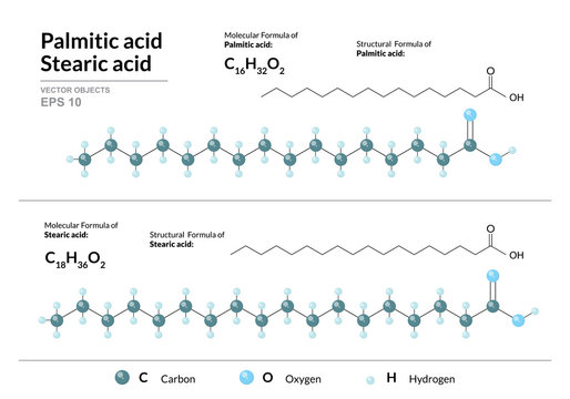 Palmitic and Stearic acids. Hexadecenoic and Octadecanoic Acids. Structural chemical formula and molecule 3d model. Atoms with color coding. Vector illustration