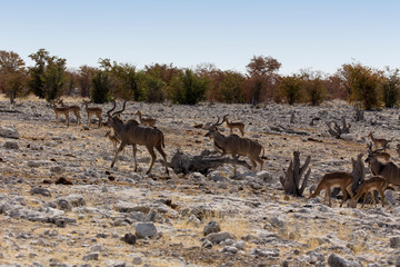 Some antelopes walking