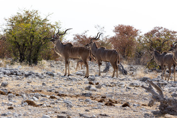 Some antelopes walking