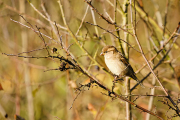 House sparrow (Passer domesticus) female in a bush, taken in the UK