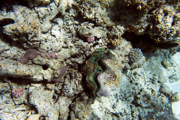 A big tridacna clam in the sea