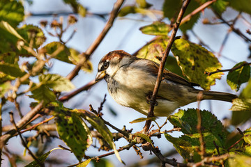 House sparrow (Passer domesticus) male in a bush, taken in the UK