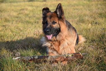 German shepherd with a stick
