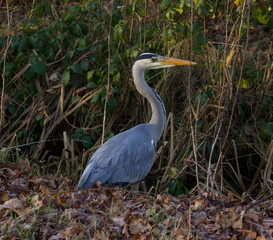 Heron bird