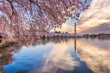 Washington DC, USA at the tidal basin with Washington Monument in spring season.