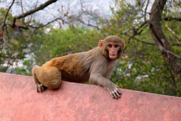 monkey on a wall