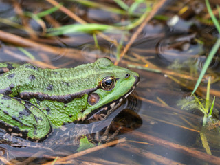 Marsh frog ( Pelophylax ridibundus )  in water
