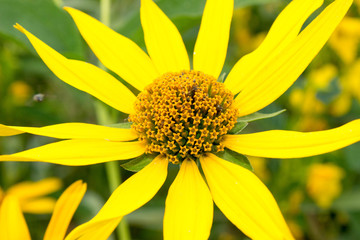 closeup of yellow flower