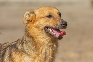 closeup portrait sad homeless abandoned brown dog in shelter