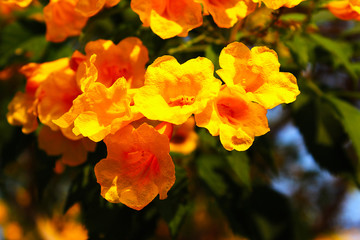 Beautiful yellow flowers