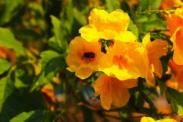 Beautiful yellow flowers and a bee