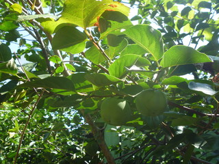 green leaves of tree