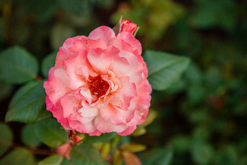 Beautiful roses in the garden, growing different varieties of flowers. Close up of a beautiful flower.