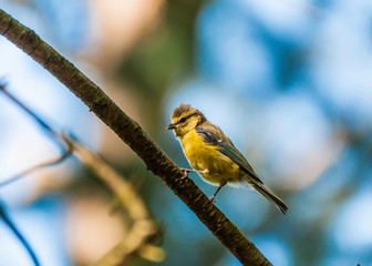 Sikora modra © Konrad