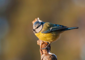 Sikora modra © Konrad