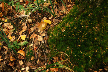 Green moss grow on tree at the autumn forest. Orange leaves fall on grass. Nature wallpaper. Man and wildness 