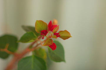 Blooming bougainvillea flowers in spring