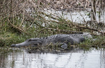 ammerican alligator