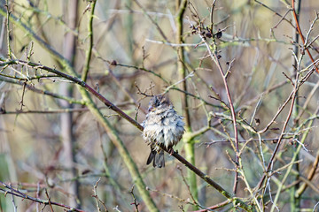 House sparrow (Passer domesticus) female after a bath, taken in the UK