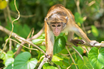 Toque Macaque With Intent Sight
