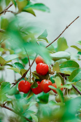 Acerola fruit on garden, typical Brazilian fruit