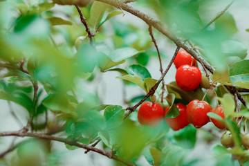 Acerola fruit on garden, typical Brazilian fruit