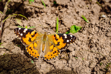 Close up view of orange medium-sized butterfly Vanessa cardui, also known as the Painted lady.
