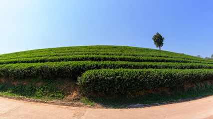 Panoramic beautiful tea plantations with blue sky