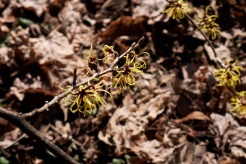 Hamamelis virginiana