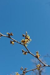 Hamamelis virginiana