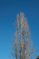 Populus nigra italica