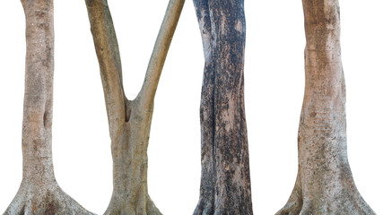 Naklejka premium Set of tree trunk isolated on white background. This has clipping path.