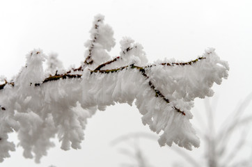 schneebedeckter Baum im Winter