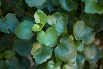 Senecio angulatus