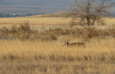 Buck Whitetail Deer in Colorado During the Rut in Autumn