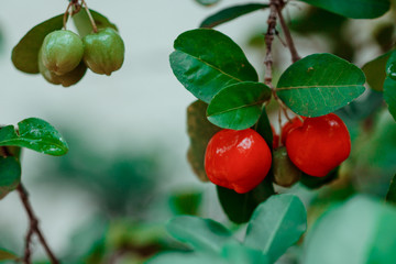 Acerola fruit on garden, typical Brazilian fruit