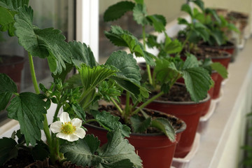 Strawberry seedlings grow in flowerpots on the balcony. The green leaves of berries plants with white blossom in close-up on a windowsill.