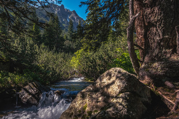 Close-up view of a lush mountain stream flowing between coniferous shrubs, in the foreground a...
